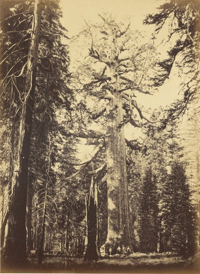  autorstwa Carleton Watkins