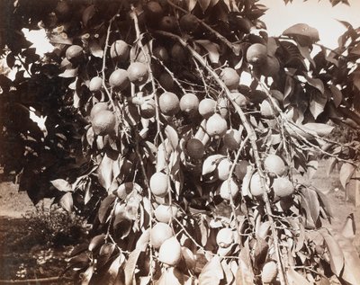 Bez tytułu [owoce na drzewie] autorstwa Carleton Watkins