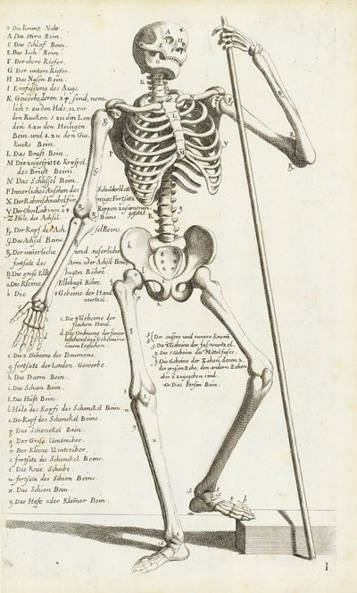 Studium anatomiczne ludzkiego szkieletu autorstwa Carlo Cesi autorstwa Carlo Cesi