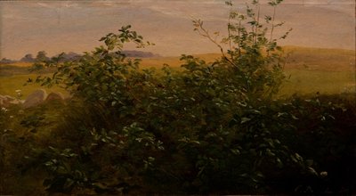 Żywopłot z jeżyn autorstwa Carlo Dalgas
