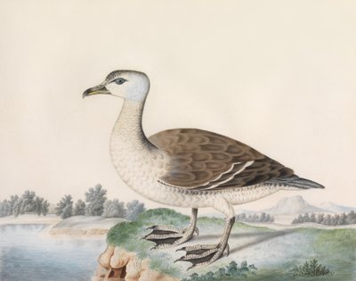 Java Duck (akwarela na welinie, inskrypcja tytułu) autorstwa Caroline Conyers