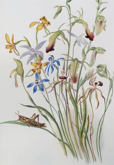 Irys i Blue Speedwell autorstwa Caroline Louisa Meredith
