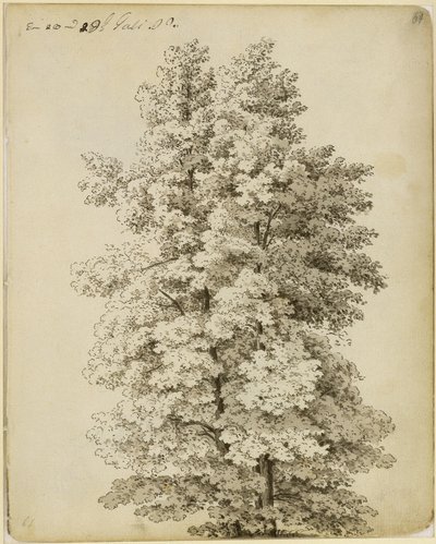 Grupa drzew autorstwa Caspar David Friedrich