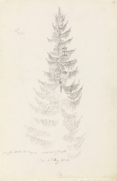 Świerk autorstwa Caspar David Friedrich