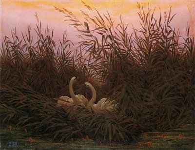Schwäne im Schilf beim ersten Morgenrot Łabędzie w trzcinach o pierwszym świcie autorstwa Caspar David Friedrich