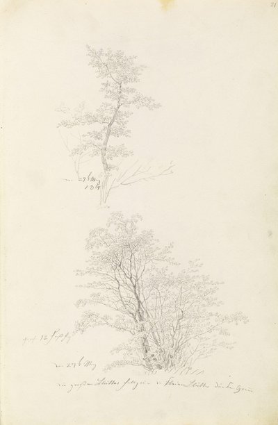 Grupa młodych drzew autorstwa Caspar David Friedrich