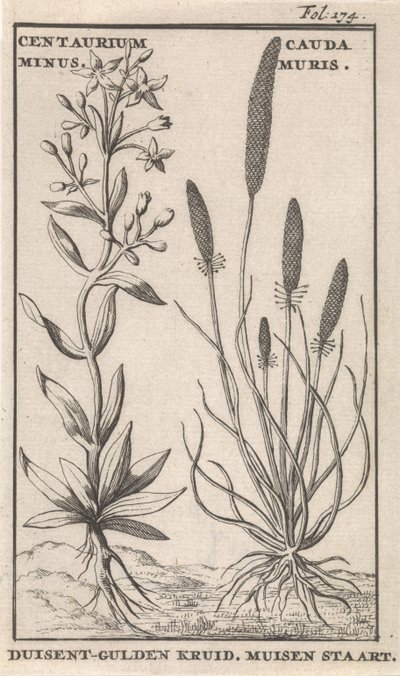 Centaury i ogon myszy Centaurium minus. Cauda Muris Ziele guldenu. Ogon myszy (tytuł na obiekcie) autorstwa Caspar Luyken