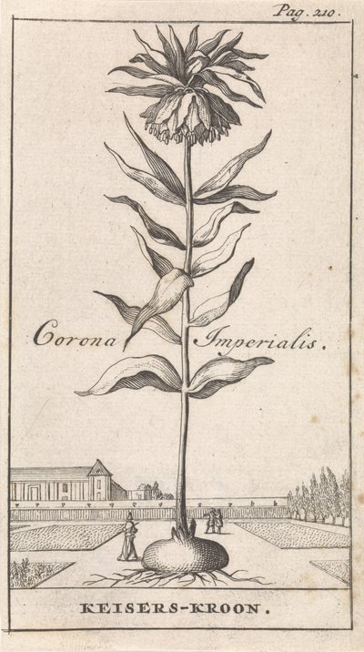 Korona cesarska Corona Imperialis / Korona Cesarska (tytuł na obiekcie) autorstwa Caspar Luyken