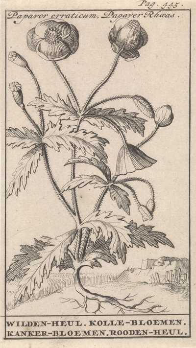 MAK Papaver erraticum, Papaver Rhoeas / Wilden-heul. Kwiaty Kolle. Kwiaty raka. Roodenheul (tytuł na obiekcie) autorstwa Caspar Luyken