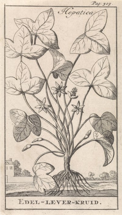 ziele wątroby Hepetica / Noble-Liver-Herb (tytuł na obiekcie) autorstwa Caspar Luyken
