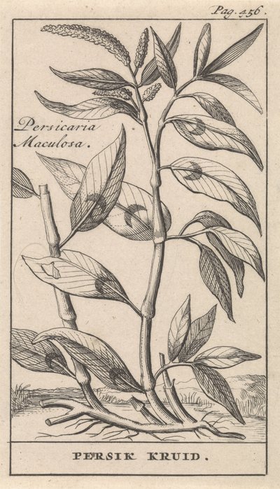 brzoskwinia Persicaria Maculosa / Ziele Persika (tytuł na obiekcie) autorstwa Caspar Luyken