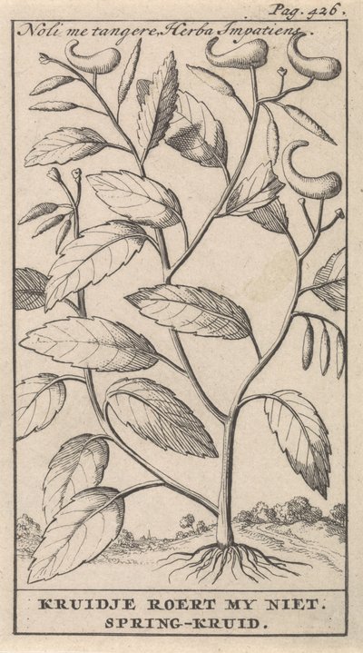 wiosenne zioło Noli me tangere, Herba Impatiens / Kruidje mnie nie porusza. Wiosenne zioło (tytuł na obiekcie) autorstwa Caspar Luyken
