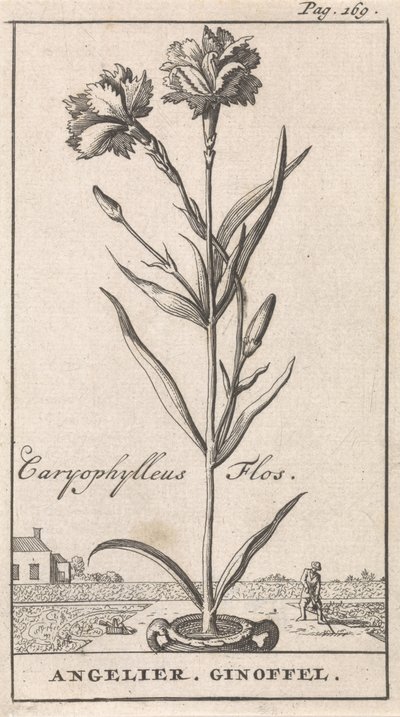 Strona tytułowa i osiem wydruków z kwiatami Anjelier Caryophylleus Flos / Angelier. Ginoffel (tytuł na obiekcie) autorstwa Caspar Luyken