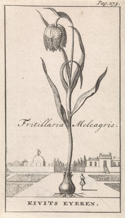 Strona tytułowa i osiem wydruków z kwiatami Kievitsbloem Fritillaria Meleagris / Kivits Eyeren (tytuł na obiekcie) autorstwa Caspar Luyken