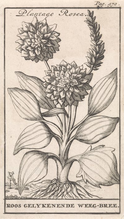 Strona tytułowa i osiem wydruków z kwiatami Weegbree Plantago Rosea / Roos gelykenende Weeg-bree (tytuł na obiekcie) autorstwa Caspar Luyken