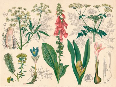 „Brytyjskie Trujące Rośliny”, połowa końca XIX wieku. autorstwa Cassell and Co