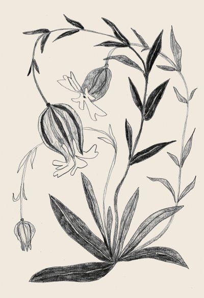 Delikatny szkic botaniczny autorstwa Catalina Somolinos