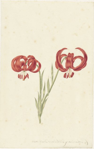 Czerwona Lilia autorstwa Catharina Lintheimer