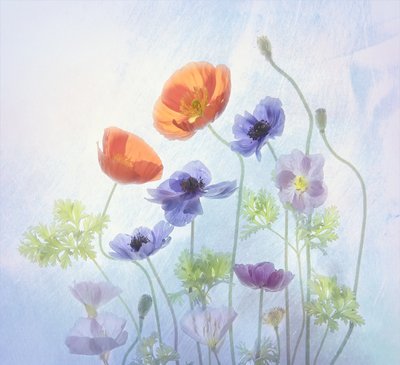 Kolorowe, eteryczne kwiaty autorstwa Catherine Wang