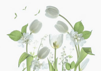 Eteryczne białe tulipany autorstwa Catherine Wang
