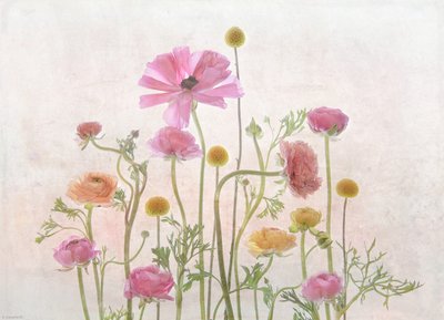 Ranunculus w kolorze delikatnego różu autorstwa Catherine Wang