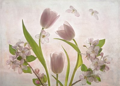 Kwiaty tulipanów w delikatnym różowym kolorze autorstwa Catherine Wang