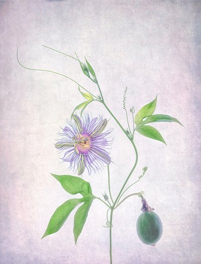 Żywa passiflora autorstwa Catherine Wang