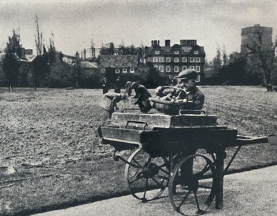 Ziemniaki w ogrodach Kew, 1941 autorstwa Cecil Beaton