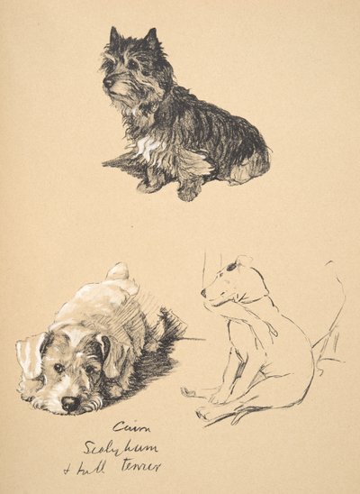 Cairn, Sealyham i Bull Terrier, 1930, Ilustracje z jego Sketch Book używany do Just Among Friends, Aldin, Cecil Charles Windsor (1870-1935), później opublikowane przez Eyre i Spottiswoode Limited, 1934 autorstwa Cecil Charles Windsor Aldin