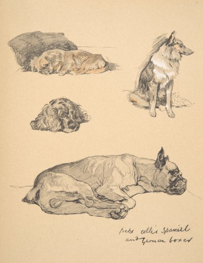 Peke, Collie, Spaniel i niemiecki bokser, 1930, Ilustracje z jego szkicownika do "Just Among Friends", Aldin, Cecil Charles Windsor (1870-1935), Wydane przez Eyre i Spottiswoode Limited, 1934, C autorstwa Cecil Charles Windsor Aldin