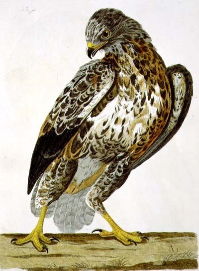 Talerz Myszołów (Buteo buteo) z 
