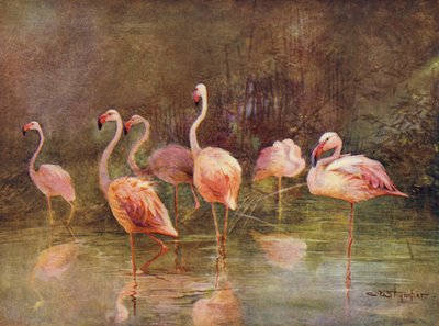 Flamingi (kolor lito) autorstwa Charles (after) Whymper