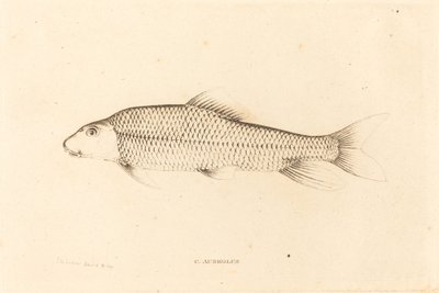 C. Aureolus autorstwa Charles Alexandre Lesueur