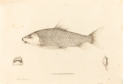 C. Macrolepidotus autorstwa Charles Alexandre Lesueur