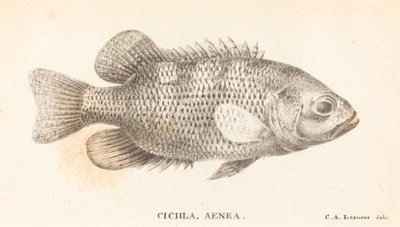 Cichla, Eneasz autorstwa Charles Alexandre Lesueur