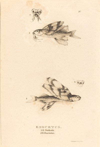 Exocetus autorstwa Charles Alexandre Lesueur