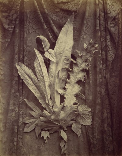 [Studium liści na tle kwiecistej koronki], 1864. autorstwa Charles Aubry