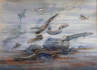 Ryba morska, c.1907 (akwarela) autorstwa Charles Bernier