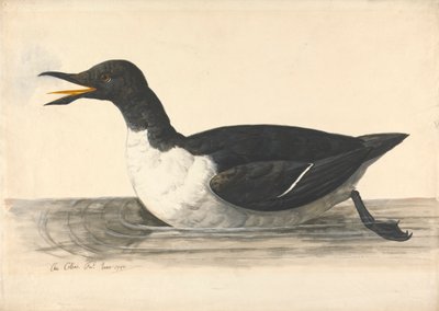 William, czerwiec 1742 autorstwa Charles Collins