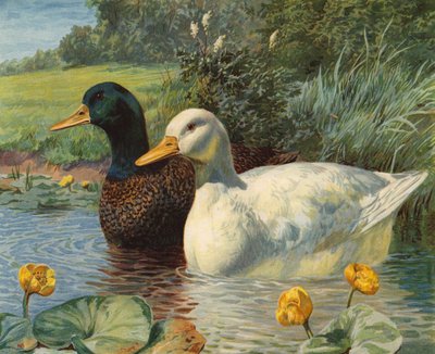 Kaczki (chromolitho) autorstwa Charles Collins
