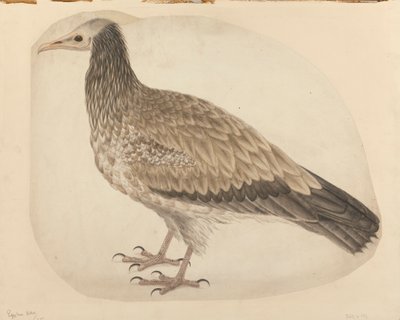 Sęp egipski autorstwa Charles Collins