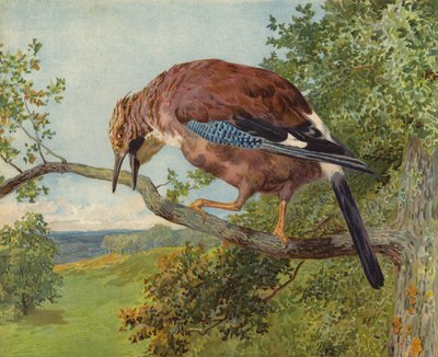 Sójka zwyczajna (chromolitho) autorstwa Charles Collins