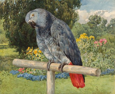 Szara papuga (chromolitho) autorstwa Charles Collins
