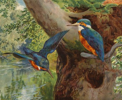Zimorodki (chromolitho) autorstwa Charles Collins