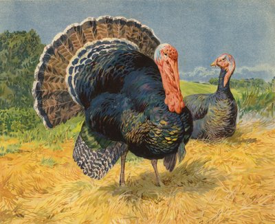 Indyki (chromolitho) autorstwa Charles Collins
