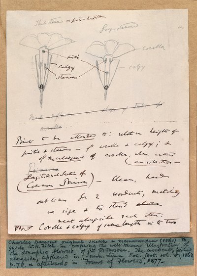 Szkic autografu dymorficznych kwiatów pierwiosnka, 1861 autorstwa Charles Darwin