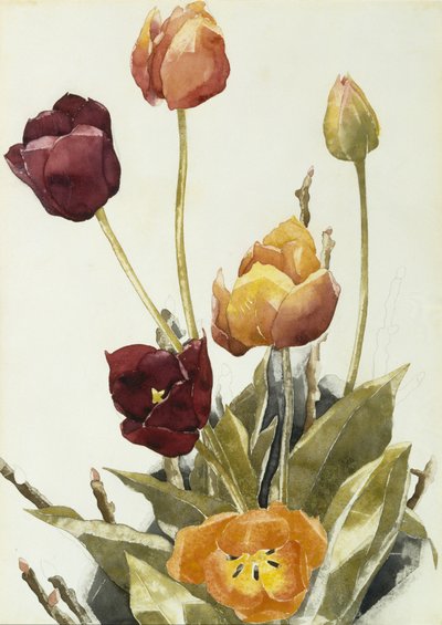 Tulipany, 1933 (akwarela i grafit na papierze) autorstwa Charles Demuth