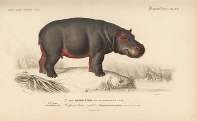 Hipopotam, z "Dictionnaire Universel d