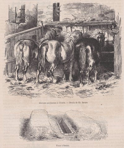 Konie perszeron w stajni, dół obornikowy, od Magasin Pittoresque, ok. 1900 r. 1852., ca. 1852. autorstwa Charles Emile Jacque