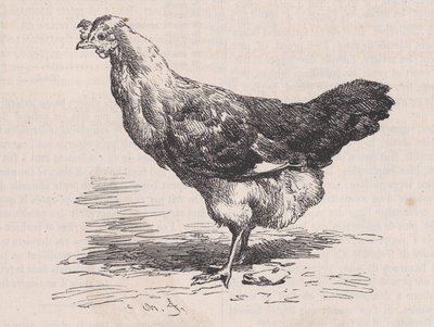 Zwykła francuska kura, zła nioska, od Magasin Pittoresque, ca. 1852. autorstwa Charles Emile Jacque